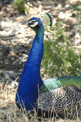 Obraz premium Study of a peacock's head