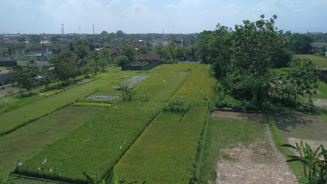 Green rice field aerial footage view