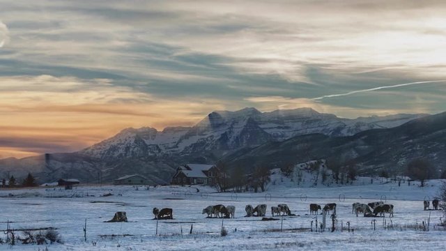 Winter, mountain range with cows grazing and an animated sky like a time lapse cloudscape at dusk