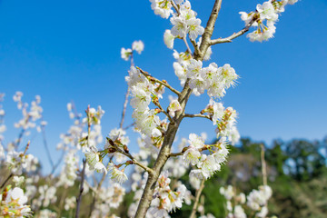 美しい白梅のある風景