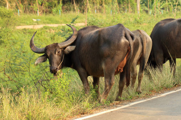 Buffalo walking on the road in countryside of Thailand