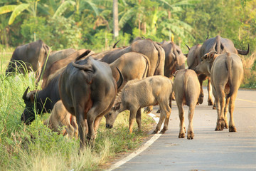 Buffalo walking on the road in countryside of Thailand