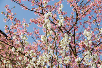 美しい白梅と河津桜