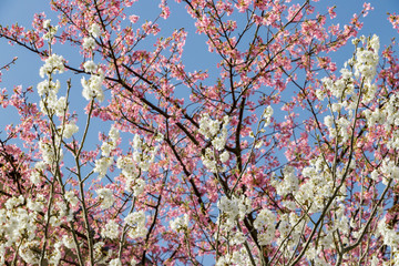 美しい白梅と河津桜