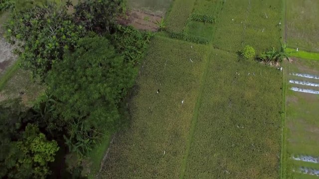 Traditional rice farm in Yogyakarta country side, Indonesia