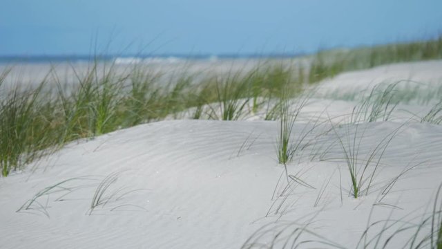 Sunny sand dunes #6 with ocean, waves and brilliant blue sky, mid-shot featuring Pingao sand grass (ficinia spiralis), Mangawhai Heads, New Zealand