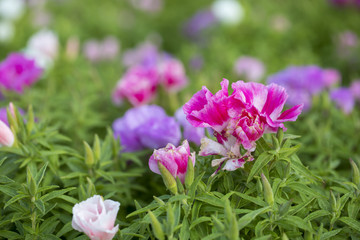 Fototapeta premium Colorful Flowers