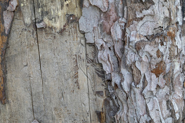 Wooden Texture