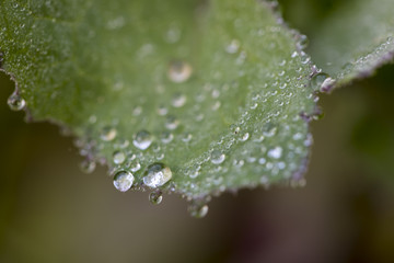 Drops on Leaf , Dew drops close up