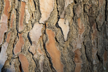 Wooden Texture