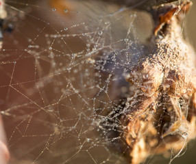 Water Droplets on a Spider web in Nature