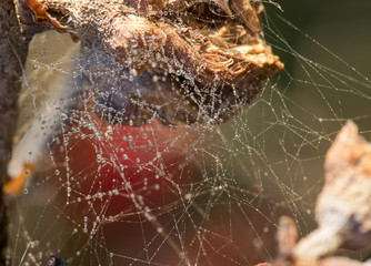 Water Droplets on a Spider web in Nature - obrazy, fototapety, plakaty
