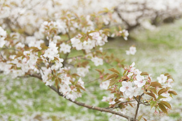 sakura flower tree blossom in springtime