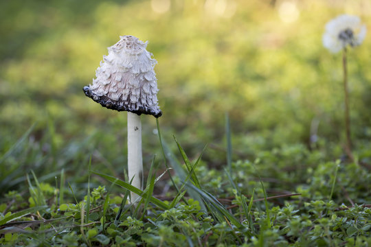 Mushrooms