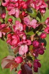 Pink flowering tree over nature background / Spring tree / Spring Background.
