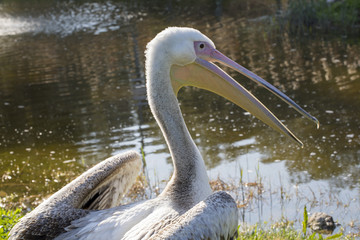 Pelican