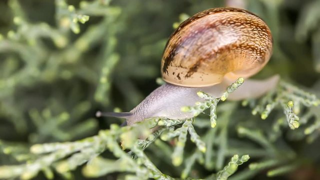 Flea after snail