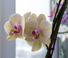 Light yellow orchid on a window sill