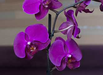 Purple orchid, bright background