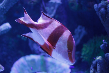 Fish in Aquarium in Anatalya, Turkey