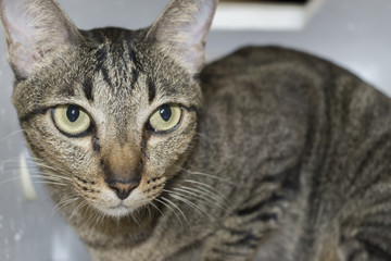 Gray cat looking at you