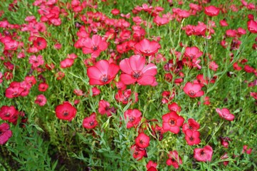 Linum grandiflorum - Red flowers in the botanical garden
