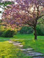 Fototapety  Różowy kwitnące drzewo na tle przyrody / wiosna drzewo / wiosna w tle.