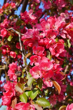Pink flowering tree over nature background / Spring tree / Spring Background.
