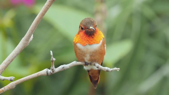 An adult male Rufous Hummingbird perched looking around.