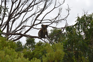 Koala on the cape otway