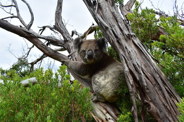 Koala
