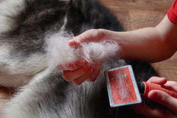 Concept of spring moulting dogs. Boy holds in hands lump wool Siberian husky and rakers brush. Close-up.