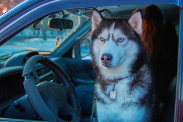 Portrait dog looks out car. Siberian husky sits in car and looks. Concept traveling with pet.