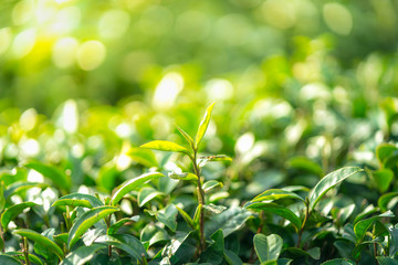 Tea leave in tea plantation
