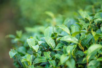 Tea leave in tea plantation