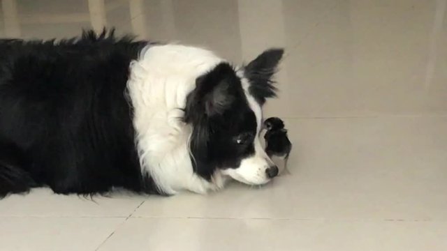 The border collie and the baby chick just out of the shell.