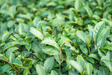 Tea leave in tea plantation