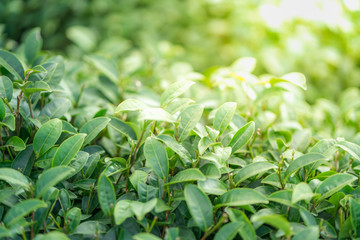 Tea leave in tea plantation
