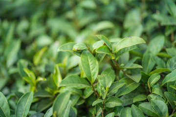 Tea leave in tea plantation