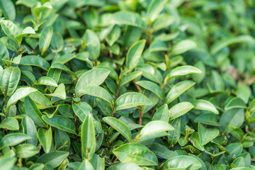 Tea leave in tea plantation