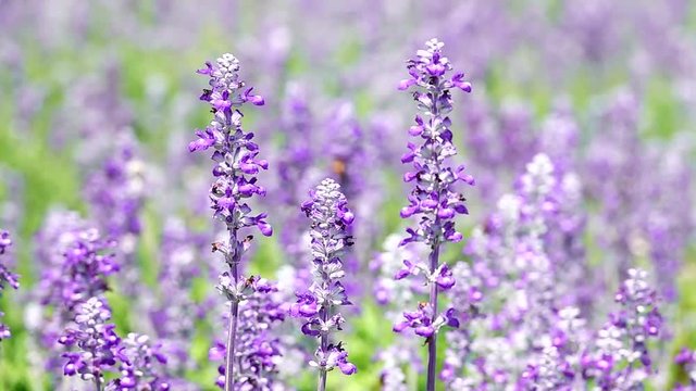 HD super slow beautiful lavender flower bee background	