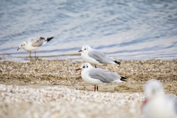 Sea. Beautiful seascape. Seagulls on the sea. Seagulls on the shore