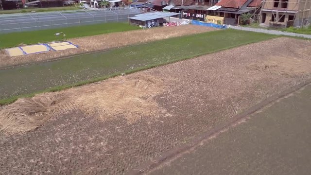 Mature brown rice farm in aerial footage