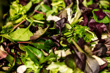 Fresh salad with mixed greens lettuce arugula, mesclun, mache close up Healthy food Green meal