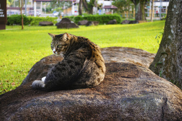 Naklejka na ściany i meble Cat camouflaged on top of rock