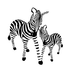Fototapeta na wymiar Zebra family, striped black and white . Wild animal texture. Vector illustration isolated on white background.