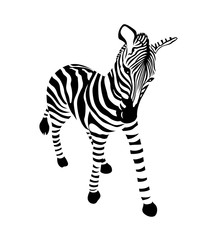 Fototapeta na wymiar Striped black and white Zebra. Wild animal texture. Vector illustration isolated on white background.