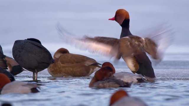 Red-crested pochard (Netta rufina) at frozen lake