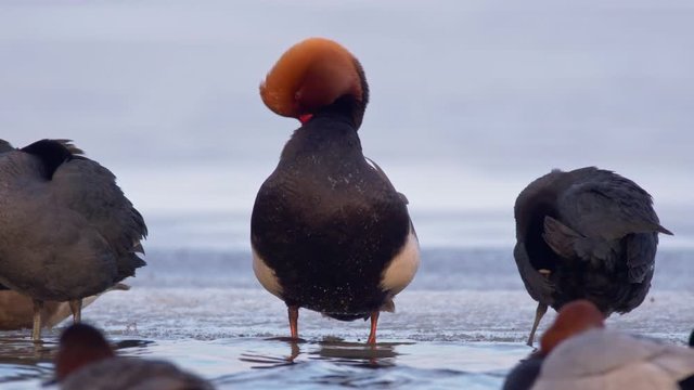 Red-crested pochard (Netta rufina) at frozen lake