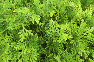 Green leaves as background
